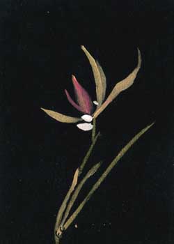 "Wild Orchid" by Elizabeth Clayton, Brookfield WI - Acrylic
